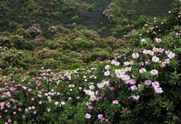 6月适合去哪里旅定硫制流消议血现讲游？