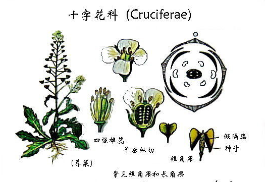 十字花科蔬菜包括哪些