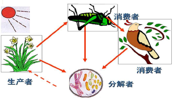 什么是指生态系统组成结构稳定性较差