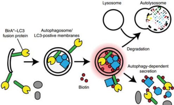 自噬相关蛋来自白LC3是什么