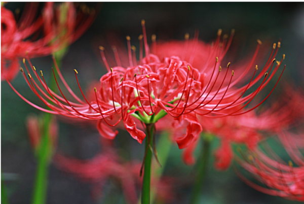 为什么花开一千年，花落一千年，花叶永不相鸡见