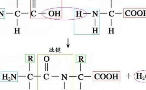 酰胺基和肽键一样吗?