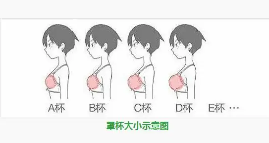 d罩杯指的是多大呢?