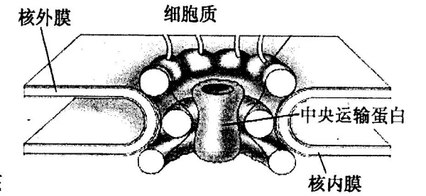 核孔复合体名词解释是什么?