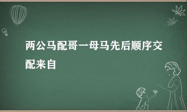 两公马配哥一母马先后顺序交配来自