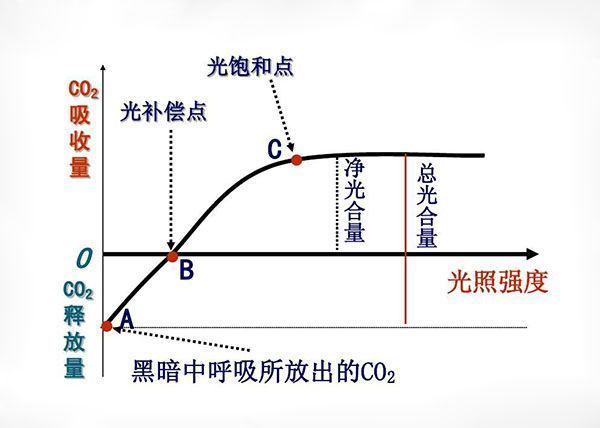 光合作用中补偿点和饱和点分别是什么意思