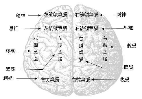 大来自脑皮层的五大功能区有哪些？