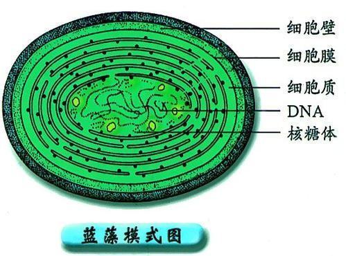 蓝细胞属不属于原核细胞