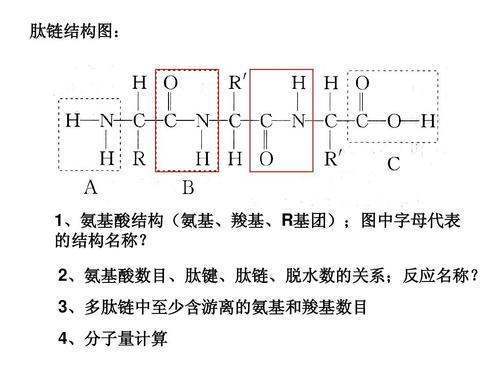 肽速具关钢更延固键和肽链有什么区别?