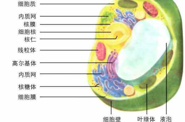 小白鹭生长发育的细胞学基础是