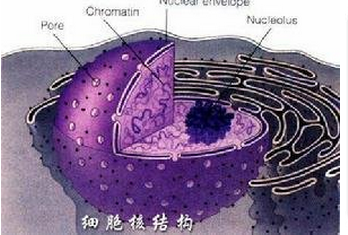 细胞核来自的结构包括哪些?细胞核的功能是什么?