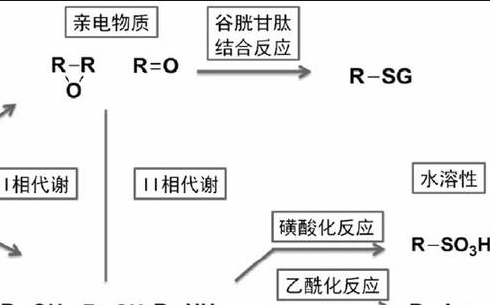 先导化合物的名词解释是什么?