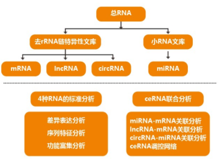 什么是转录组分析