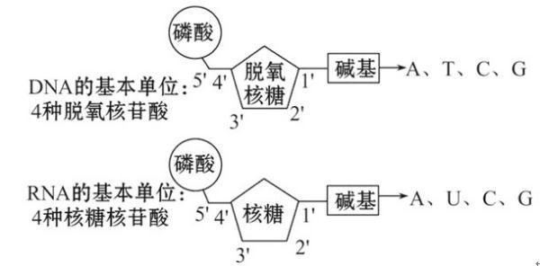 画出8种核苷酸的结构图,并写出全称