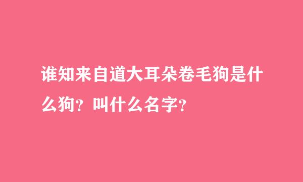 谁知来自道大耳朵卷毛狗是什么狗？叫什么名字？