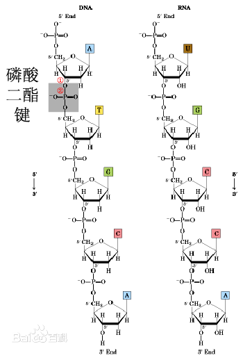 酯键来自的结构式是怎样的？