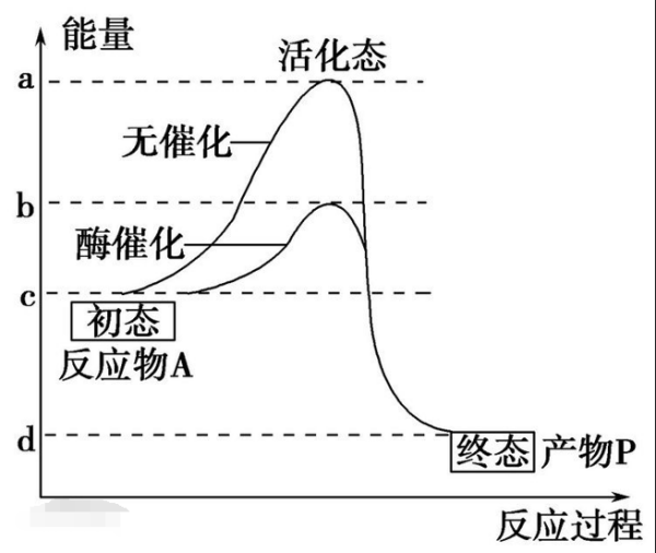 活化能与活化分子分别指什么？