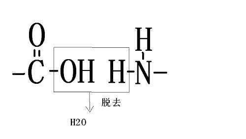 肽键的结构式是什么