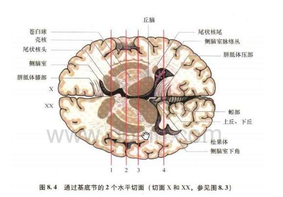 基底节的主要结构