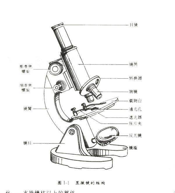显微镜的结构图和它的作用。