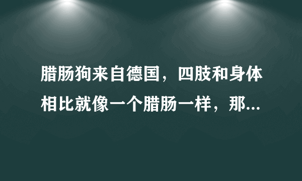 腊肠狗来自德国，四肢和身体相比就像一个腊肠一样，那么它会咬人吗？