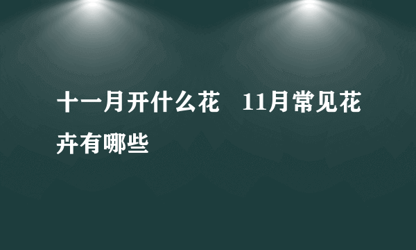 十一月开什么花   11月常见花卉有哪些