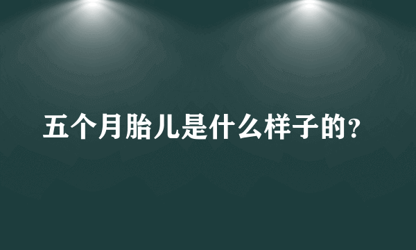 五个月胎儿是什么样子的？