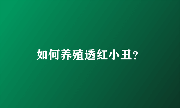 如何养殖透红小丑？