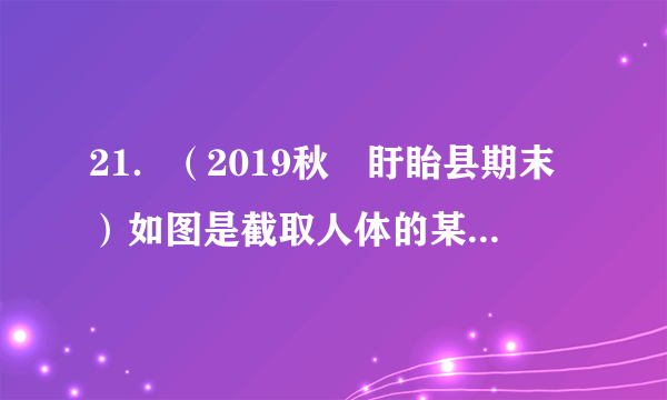 21．（2019秋•盱眙县期末）如图是截取人体的某部位的三种血管的片段，下列说法正确的是（　　）A．①是动脉	B．②是静脉	C．③是毛细血管